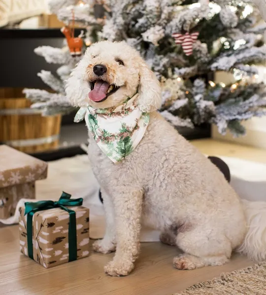 Home Sweet Home Organic Cotton Matching Family Pajamas