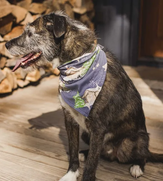 Home Sweet Home Organic Cotton Matching Family Pajamas